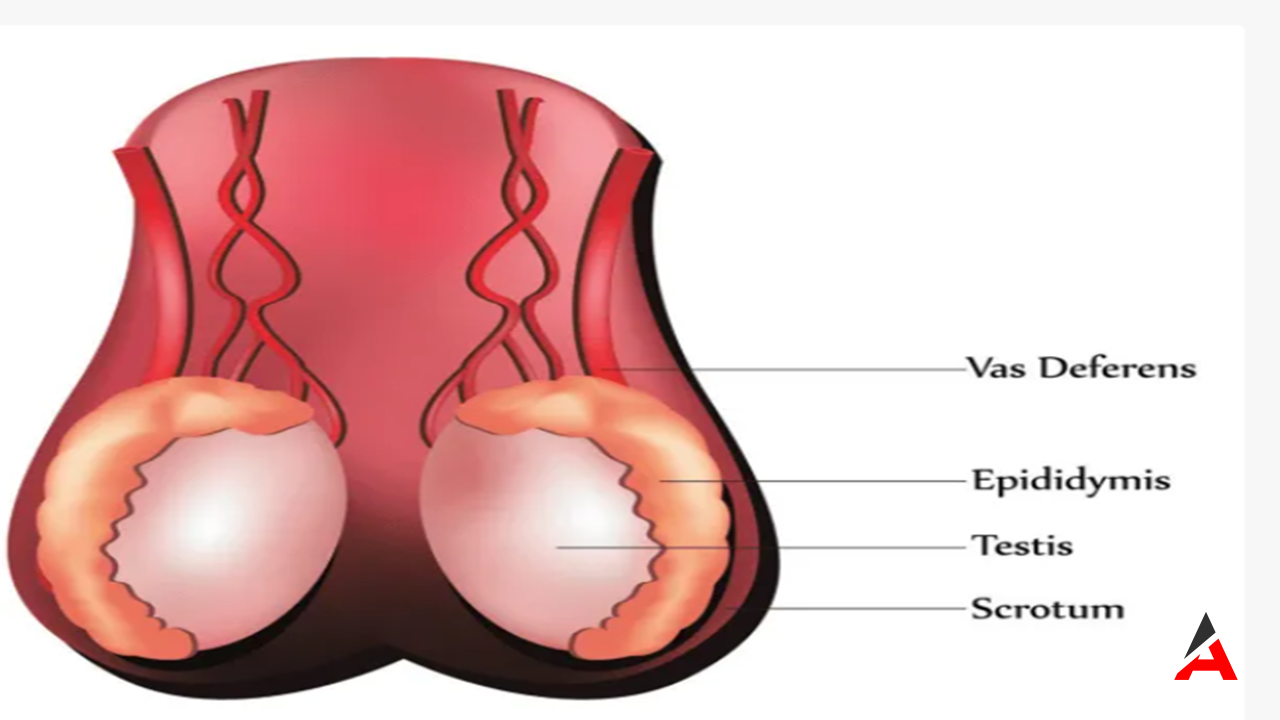 Testis Ağrısının Ardındaki Ciddi Nedenler!