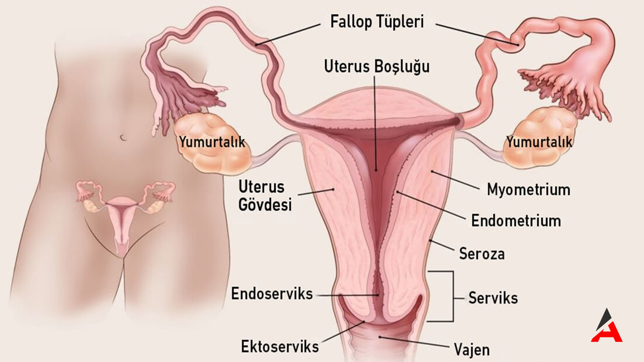 Rahim Duvarı Neden Kalınlaşır