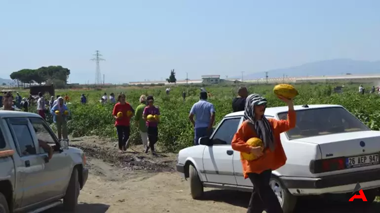 Manisa Salihli'de 600 Ton Kavun Ve Karpuz Ücretsiz Dağıtıldı Vatandaşlar Tarlaya Akın Etti1