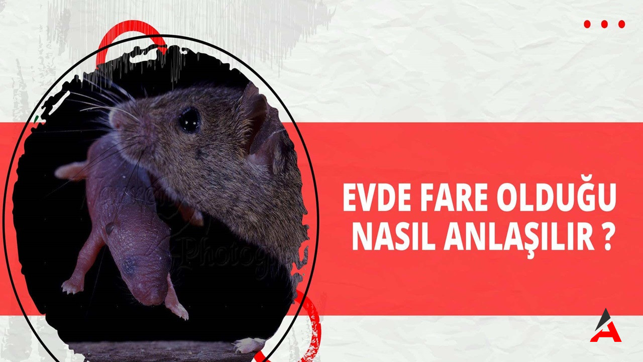 Evde Fare Olduğunu Nasıl Anlarız?