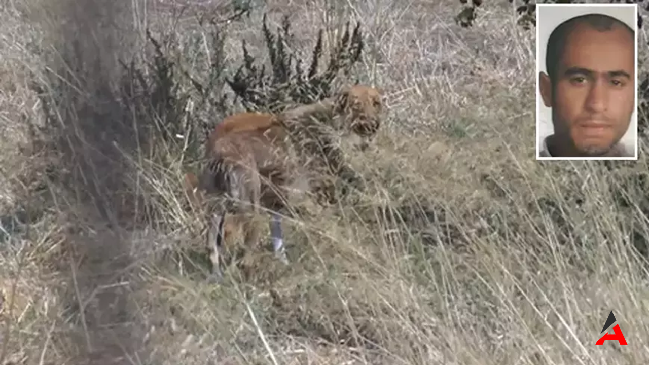 Fatih’te Dehşet: Sokak Köpeklerinin Saldırısına Uğrayan Adam Hayatını Kaybetti!