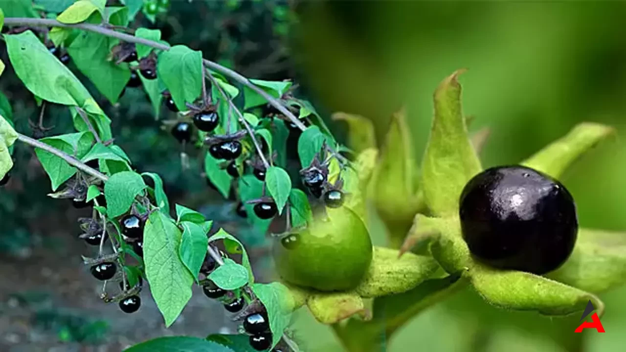 Güzel Avrat Otu: Tehlikeli Güzelliğin Ardındaki Ölümcül Bitki!