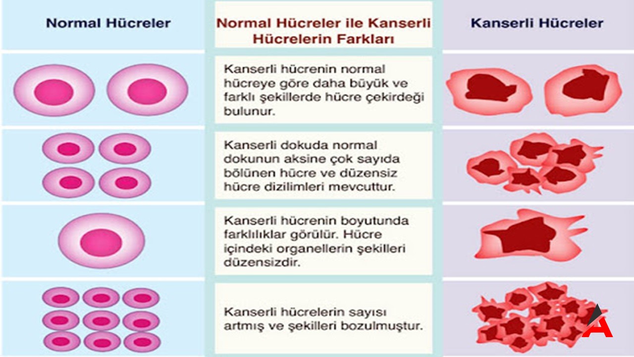 Hücre Bölünmesi ve Canlıların Sürekli Yenilenme Sırrı