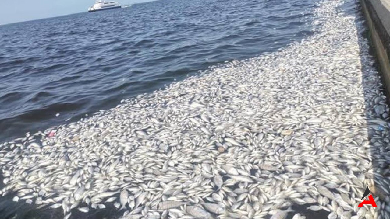 İzmir’de Çevresel Felaket: Balık Ölümleri Artarak Devam Ediyor!