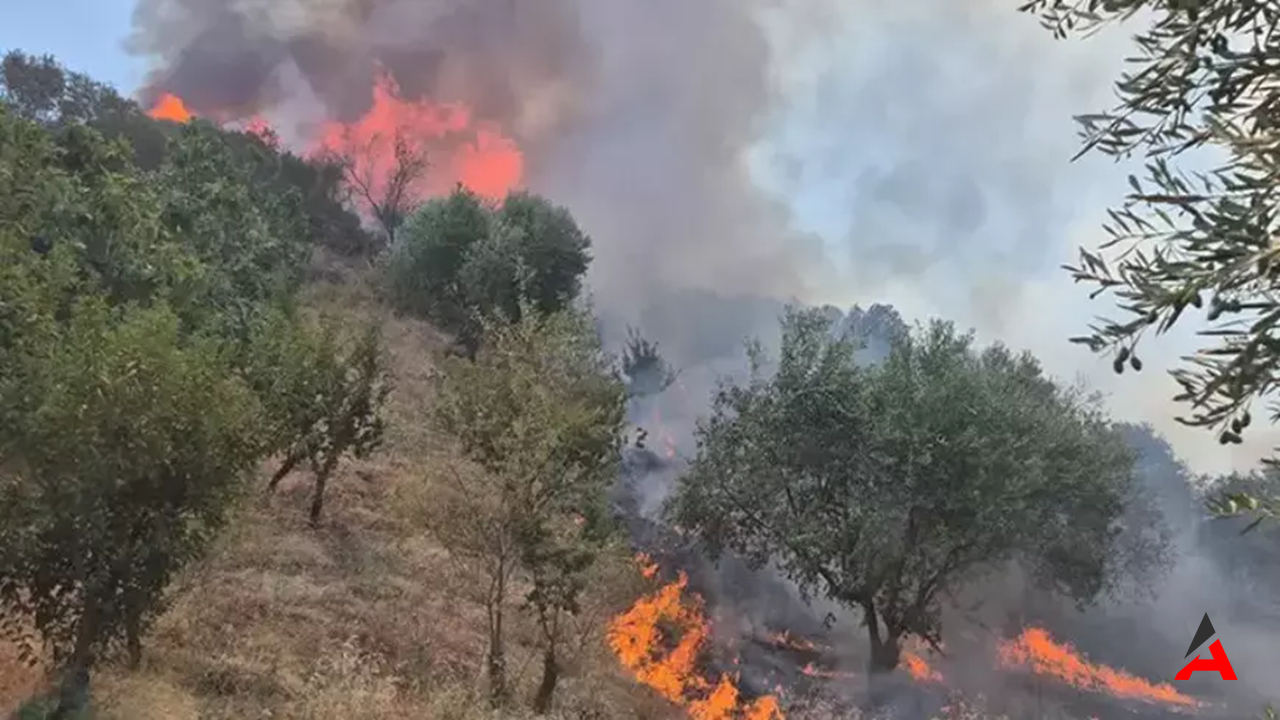 Manisa Turgutlu’da Alarm: Tarla Yangını Ormanlara Sıçradı, Müdahale Büyük!