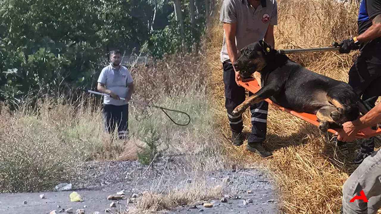 Sokak Köpeklerinin Saldırısına Uğrayan Ayhan Özçelik’in Ölümü Sonrası Belediyeden Hızlı Müdahale